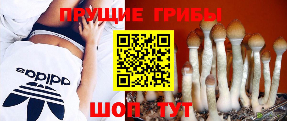 Дмитров  Галлюциногенные грибы Magic Shrooms  Вход с VPN 